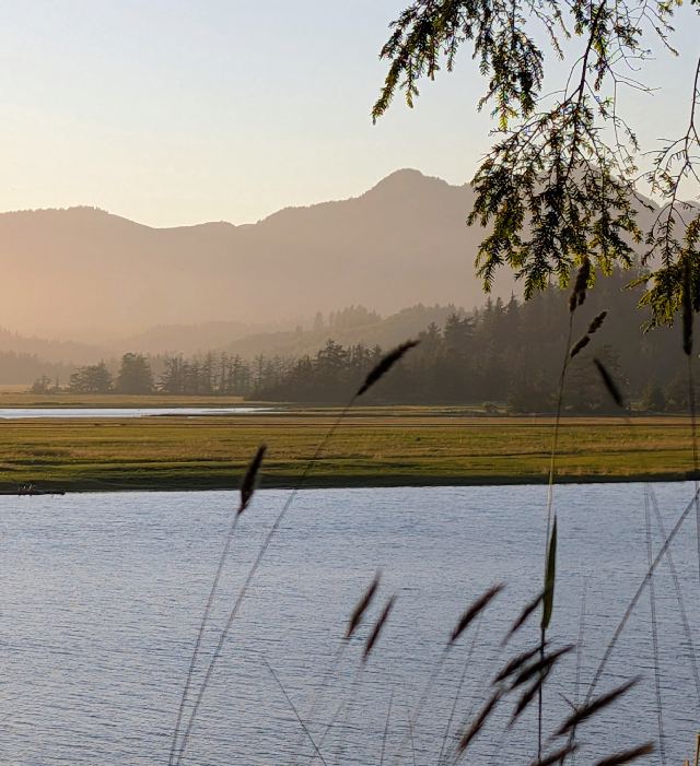 Golden estuary grasses at sunrise