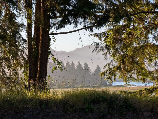 Sunrise over trees near the Columbia River estuary